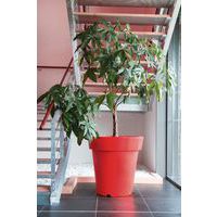 vaso Design vermelho