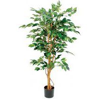 Ficus Benjamina 150 cm – Vepabins