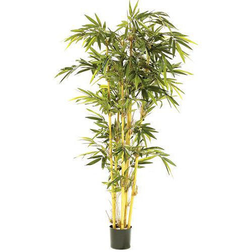 bambu bambu